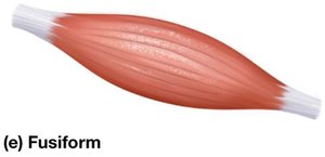 Fusiform muscle arrangement