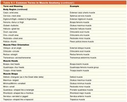 Table of common terms in muscle anatomy (continued)