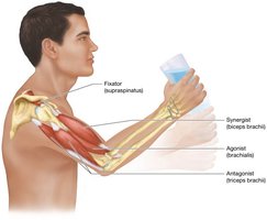Functional groups of muscles