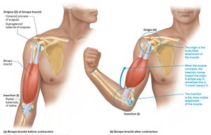 Muscle origin and insertion