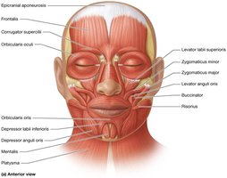 Muscles of facial expression