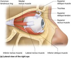 Extrinsic eye muscles