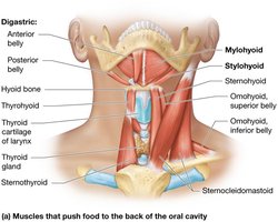 Muscles of swallowing