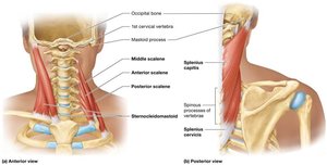 Muscles that move the head and neck