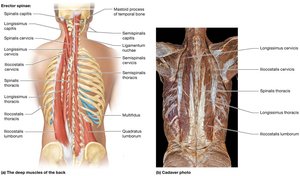 Muscles of the vertebral column