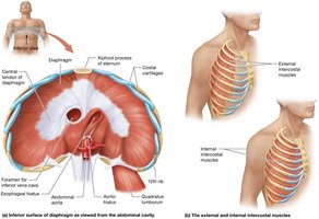 Muscles of ventilation