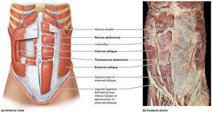 Abdominal muscles