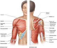 Muscles that move the arm and forearm