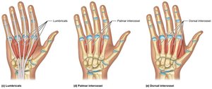 Deep muscles of the hand