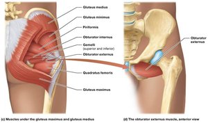 Deep posterior muscles that move the thigh and knee