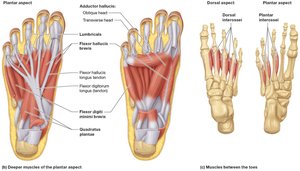 Deep muscles that move the toes