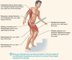 The big picture of muscle movement