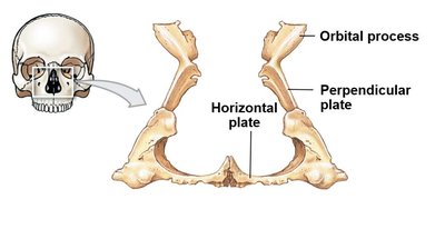 Palatine bone features