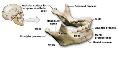 Mandible features