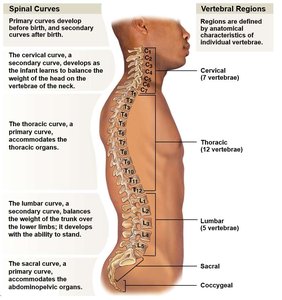 Spinal curves and vertebral regions