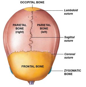 Superior view of skull showing sutures