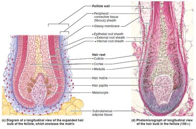 Longitudinal section of hair bulb and follicle