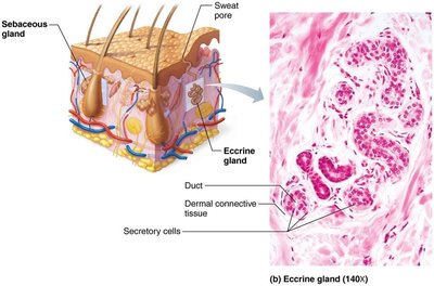 Eccrine gland structure