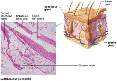 Sebaceous gland structure