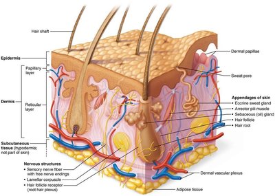 Skin structure diagram