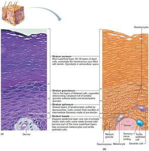 Epidermal cells and layers of the epidermis