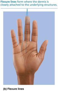 Flexure lines on hand