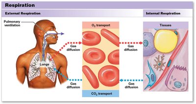 Overview of the key steps in respiration