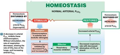 Chemoreceptor response to hypocapnia