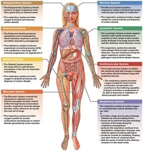 Integration of the respiratory system with other body systems