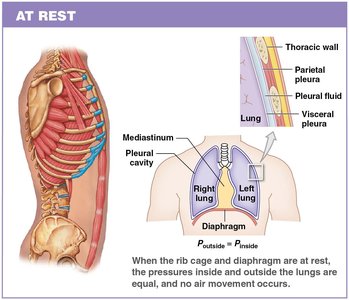 Thoracic cavity and diaphragm at rest