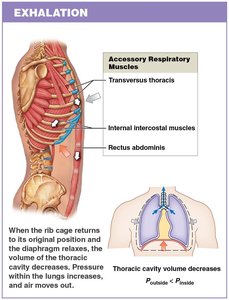 Muscles and mechanics of exhalation