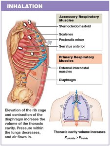 Muscles and mechanics of inhalation