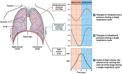 Pressure and volume changes during the respiratory cycle