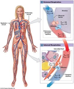 Partial pressures and gas exchange in external and internal respiration