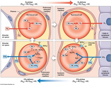 Oxygen and carbon dioxide transport in blood
