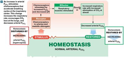 Chemoreceptor response to hypercapnia