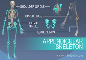 Diagram of the appendicular skeleton showing the shoulder girdle, upper limbs, pelvic girdle, and lower limbs