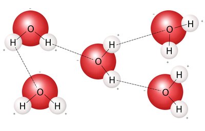 Water molecules and hydrogen bonding