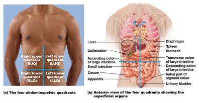 Abdominopelvic quadrants and superficial organs