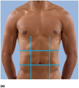 Nine abdominopelvic regions