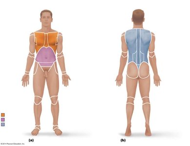Body in anatomical position with highlighted regions