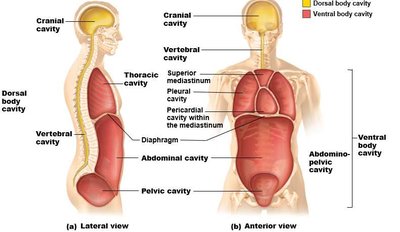 Major body cavities, lateral and anterior views