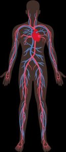 Endocrine system