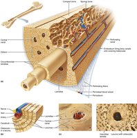 Central and perforating canals in bone