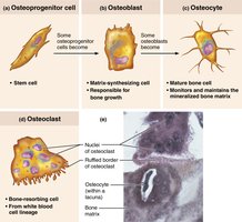 Bone cell types