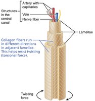 Bone composition and structure