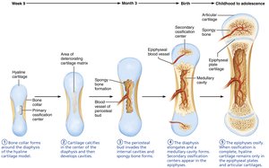 Endochondral ossification process