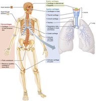 Diagram of the human skeleton with cartilage locations