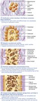 Ossification process