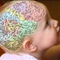 Fontanels in infant skull